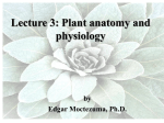 Lecture 3: Plant anatomy and physiology by Edgar Moctezuma, Ph.D.