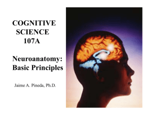Neuroanatomy - UCSD Cognitive Science