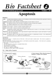 Biofactsheet Apoptosis