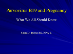 Parvovirus B19 And Pregnancy