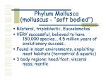 Phylum Mollusca (molluscus