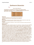 Earthworm Dissection - ESC-20