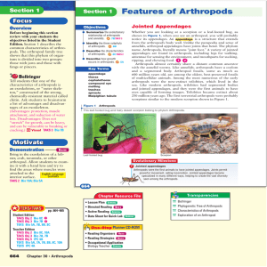 Features of Arthropods