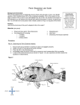 Perch Dissection Lab Guide