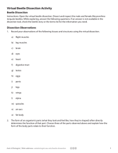 Virtual Beetle Dissection Activity