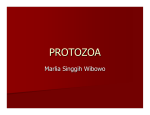 protozoa -