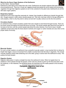 Organ systems of the worm HW 11/25