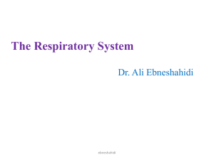 The Respiratory System