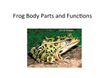 Frog Body Parts and FuncUons