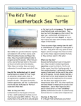 Leatherback Sea Turtle The Kid’s Times:
