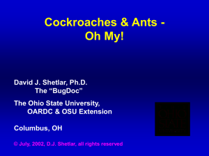Cockroaches &amp; Ants - Oh My! David J. Shetlar, Ph.D. The “BugDoc”