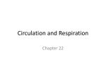 Circulation and Respiration Chapter 22