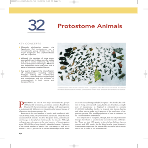 32 Protostome Animals