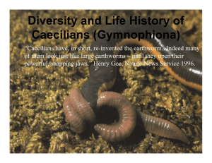 Diversity and Life History of Caecilians (Gymnophiona)