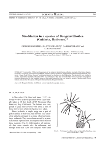 Strobilation in a species of Bougainvillioidea (Cnidaria