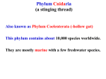 Phylum Cnidaria - Prof. L. D. Amarasinghe
