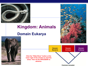 Kingdom: Animals