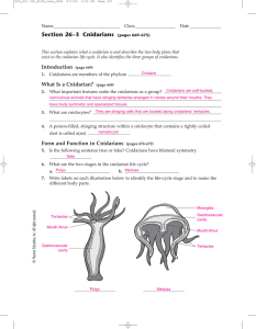 Section 26–3 Cnidarians - Winston Knoll Collegiate