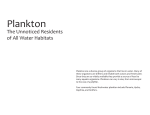 Plankton. The Unnoticed Residents of all Water Habitats.