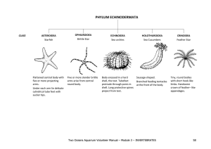 phylum: echinodermata