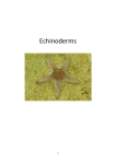 Echinoderms