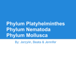 Phylum Platyhelminthes Phylum Nematoda Phylum Mollusca