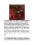 Helicobacter Pylori (the ulcer bacteria)
