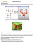 Pyometra - Barnside Veterinary Hospital