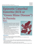 Epizootic Catarrhal Enteritis (ECE or “Green Slime Disease”) in Ferrets