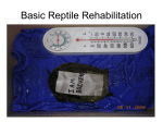 Basic Reptile Rehabilitation