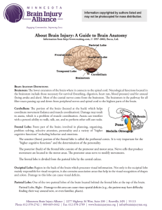 About Brain Injury: A Guide to Brain Anatomy