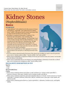 Kidney Stones - Milliken Animal Clinic