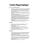 What Is Canine Megaesophagus? Symptoms: Management: