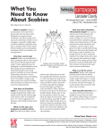What You Need to Know About Scabies