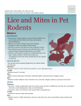 Lice and Mites in Pet Rodents