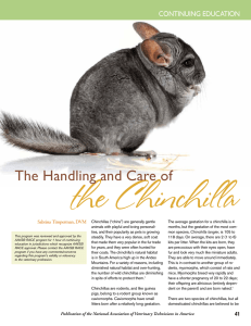 Chinchilla