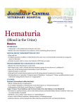Hematuria - Joondalup Vet