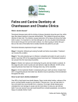 Feline and Canine Dentistry at Chanhassen and Chaska Clinics