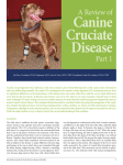A Review of Canine Cruciate Disease