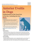 Anterior Uveitis in Dogs