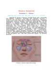 Alexander C. Chester: Chronic Sinusitis.