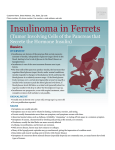 Insulinoma in Ferrets - Sawnee Animal Clinic