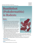 Bumblefoot (Pododermatitis) in Rodents