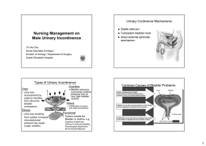 Nursing Management on Male Urinary Incontinence Urinary Continence Mechanisms Stable detrusor