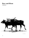 Deer and Bison - Ontario Nature