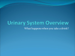 Complete Urinary System Pathway