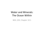 Water and Minerals: The Ocean Within