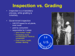 USDA Quality Grades - Stelzleni Meat Science Laboratory