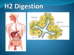 H 2 - Digestion - IBDPBiology-Dnl