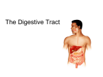 Lecture 22 - The Digestive Tract.ppt